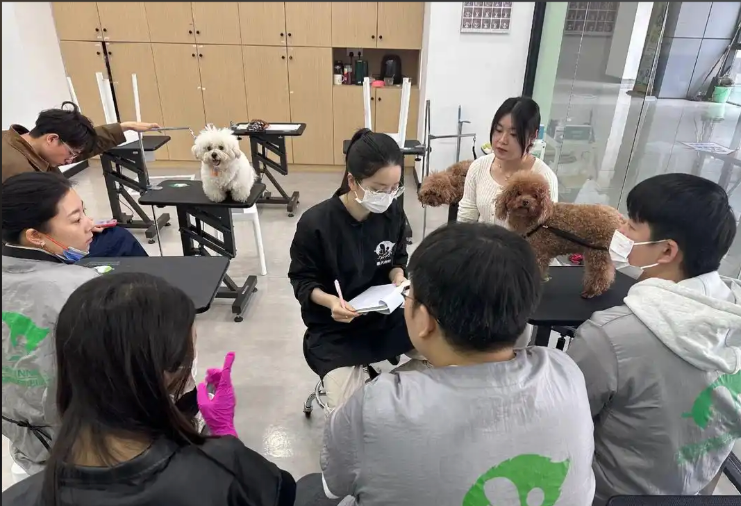 邵阳市宠物美容学习宠物美容培训学校 - 一站式服务